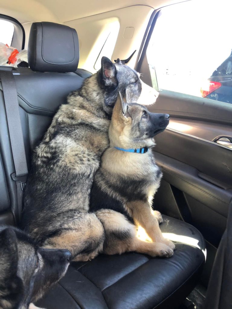 Michelle Rosner's Norwegian Elkhounds: Maui, Daisy, and Boo Boo
